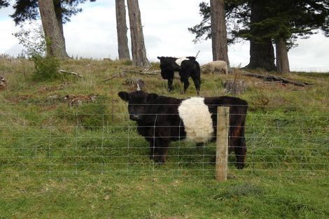 Photo of property in 539 Kellow Road, Glen Oroua, Palmerston North, 4473