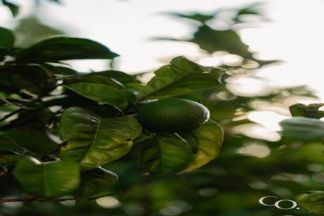 Photo of property in 12/17 Simmonds Grove, Greerton, Tauranga, 3112