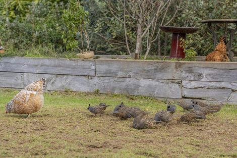 Photo of property in 899f Purangi Road, Cooks Beach, Whitianga, 3591