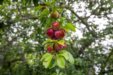 Photo of property in 22a Ngati Maru Sh25 Highway, Kopu, Thames, 3578