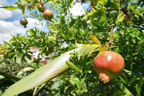 Photo of property in 98 Masters Avenue, Hillcrest, Hamilton, 3216