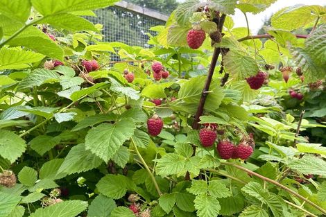 Photo of property in 98 Hawke Road, Orari, Geraldine, 7992