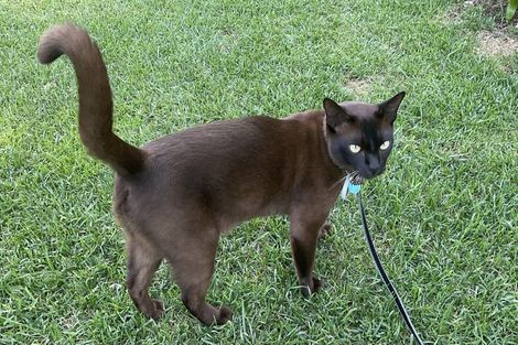 Photo of property in 186 Oceanbeach Road, Mount Maunganui, 3116