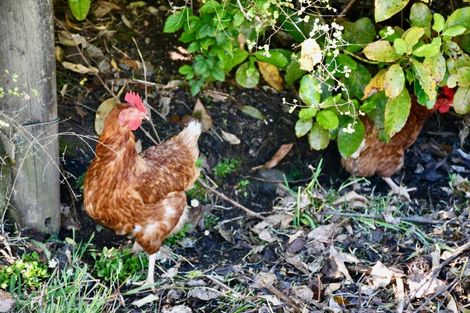 Photo of property in 4546 Karamea Highway, Karamea, 7893