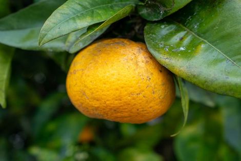 Photo of property in 8 Grace Avenue, Leamington, Cambridge, 3432