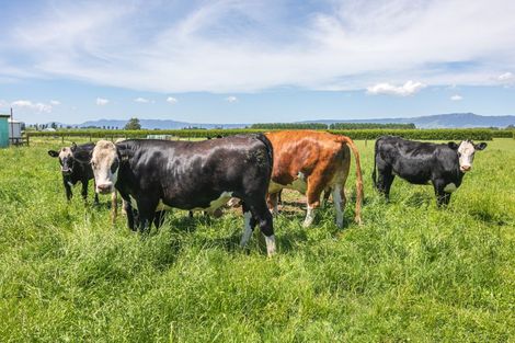 Photo of property in 5134 State Highway 29, Matamata, 3472