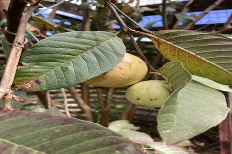 Photo of property in 3353 Mangakahia Road, Pakotai, Whangarei, 0172