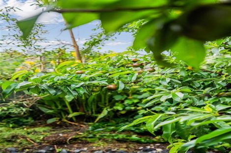 Photo of property in 14b Meldrum Street, Te Kamo, Whangarei, 0112