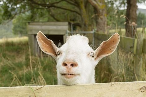 Photo of property in 61 Short Cut Road, Waitati, 9085