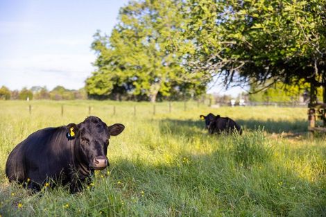 Photo of property in 117 Duncan Road, Tamahere, Hamilton, 3283