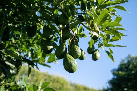 Photo of property in 203 Rea Road, Tahawai, Katikati, 3178