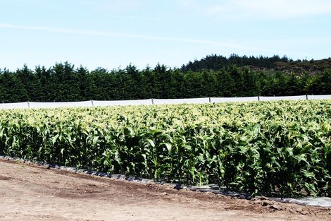 Photo of property in 3167 State Highway 1, Pukenui, Kaitaia, 0484