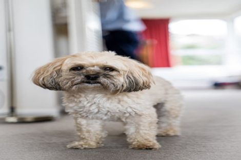 Photo of property in 17 Johnsview Terrace, Hillcrest, Hamilton, 3216