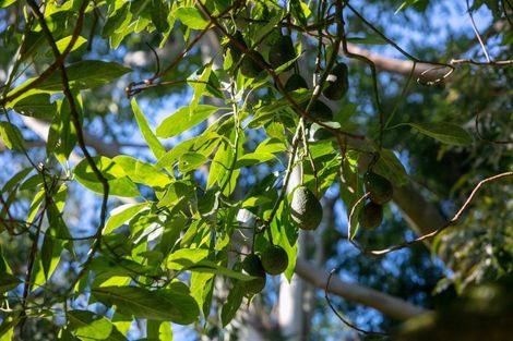 Photo of property in 664 State Highway 2, Tahawai, Katikati, 3170