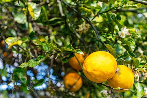 Photo of property in 102 Freyberg Road, Ruawai, 0530