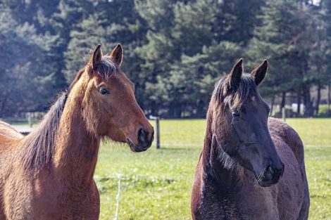 Photo of property in 2708 South Eyre Road, Eyrewell, Rangiora, 7476