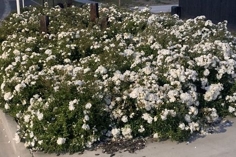 Photo of property in 26 Whitehall Drive, Springlands, Blenheim, 7201