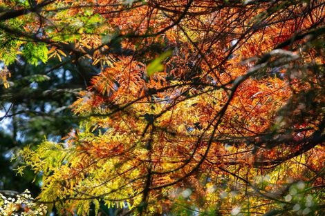 Photo of property in 664 State Highway 2, Tahawai, Katikati, 3170