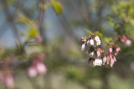 Photo of property in 70 Parore Street, Parore, Dargaville, 0372