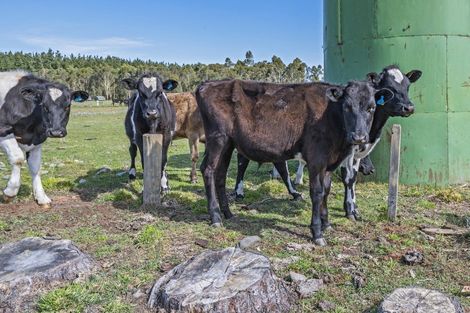 Photo of property in 1887 Bealey Road, Darfield, Christchurch, 7671