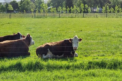 Photo of property in 15 Victoria Street, Oxford, 7430