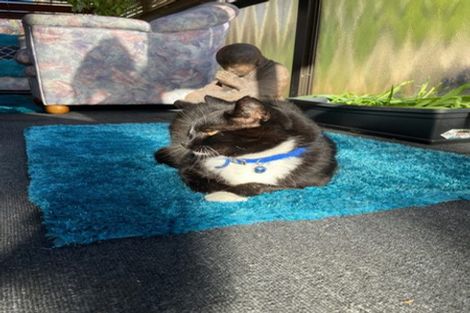 Photo of property in 15b Buchanan Place, Sunnybrook, Rotorua, 3015