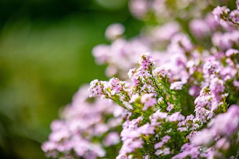 Photo of property in 7 Griffiths Place, Claudelands, Hamilton, 3214