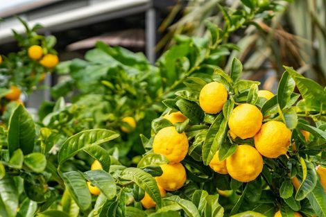 Photo of property in 56 West Farm Drive, Kaiwaka, Wellsford, 0975