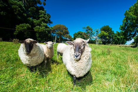 Photo of property in 7 Whitmore Road, Ormond, Gisborne, 4071