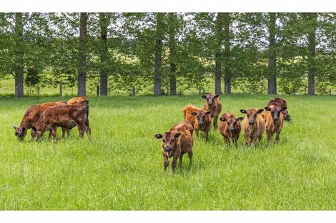 Photo of property in 80 State Highway 3, Piopio, 3970