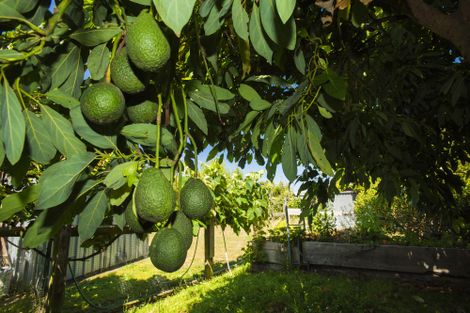 Photo of property in 24 Birrell Street, Elgin, Gisborne, 4010