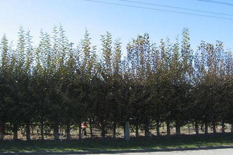 Photo of property in 4 Thomas Street, Temuka, 7920