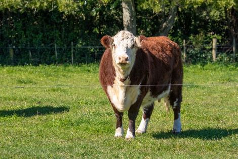 Photo of property in 47 Rosebanks Drive, Tamahere, Hamilton, 3283