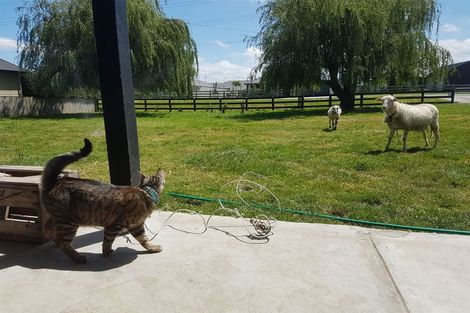 Photo of property in 32 Banks Road, Matamata, 3473