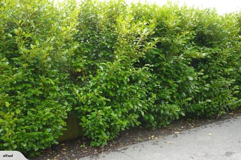 Photo of property in 6 Seclusion Lane, Parklands, Christchurch, 8083