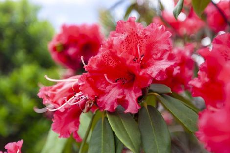 Photo of property in 15a Rosebank Grove, Waikanae, 5036