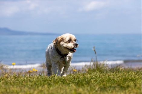 Photo of property in 57 Mckenzie Avenue, Arkles Bay, Whangaparaoa, 0932