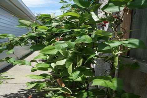 Photo of property in 31 Grahams Road, Ilam, Christchurch, 8041