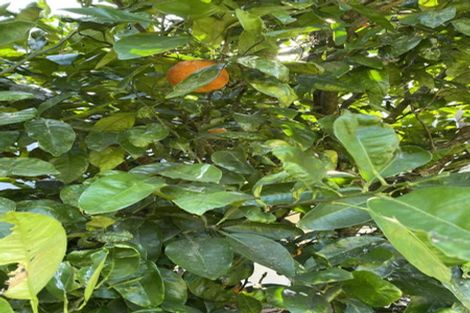 Photo of property in 102 Kennedy Road, Waikino, Waihi, 3682