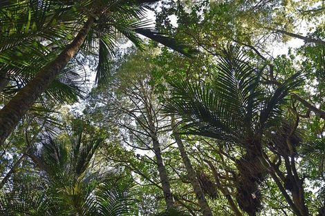 Photo of property in 435 Heatley Road, Whakapirau, 0583