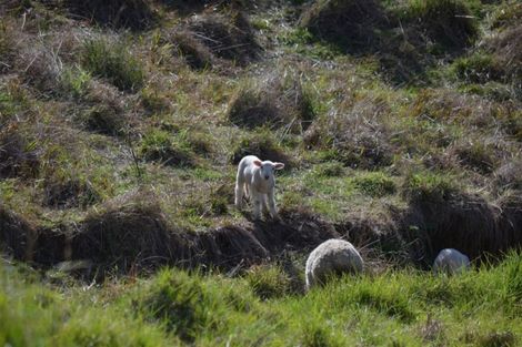 Photo of property in 521 Ahuroa Road, Puhoi, Warkworth, 0994