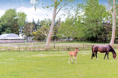 Photo of property in 7 Spedding Road, Whenuapai, Auckland, 0618