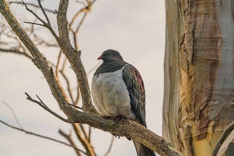 Photo of property in 5 Crescent Street, Purakaunui, Port Chalmers, 9081