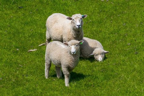 Photo of property in 1058 Queen Charlotte Drive, Linkwater, Picton, 7281