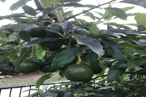 Photo of property in 15 Breen Place, Morrinsville, 3300