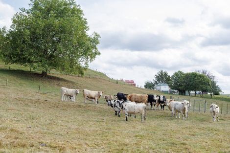 Photo of property in 178b Pond Road, Matamata, 3472