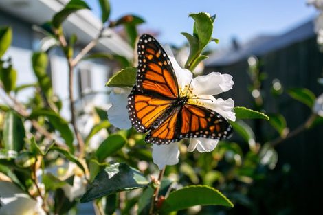 Photo of property in 21 Norfolk Drive, Cambridge, 3434