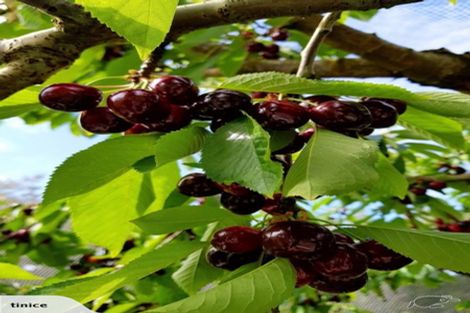 Photo of property in 11 Ettrick Road, Ettrick, Roxburgh, 9572