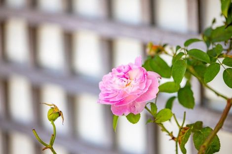 Photo of property in 5 Winning Terrace, Dinsdale, Hamilton, 3204