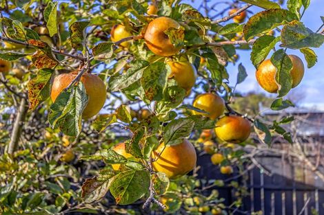 Photo of property in 312 Cranford Street, St Albans, Christchurch, 8052